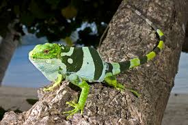 Image result for Blainvillea gayana