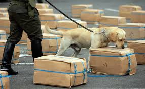 Can Drug Dogs Smell Delta 8 – D8 Super Store