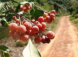 Image result for Diospyros loureiriana