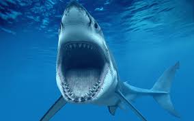 Which is the biggest shark in the ocean? Scary Shark Wallpapers Top Free Scary Shark Backgrounds Wallpaperaccess