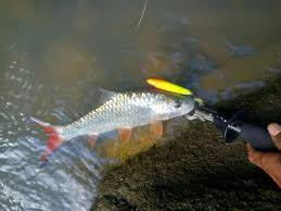 Doa memancing ikan yang diamalkan oleh nabi khidir. Doa Mancing Ikan Paling Mujarab Untuk Mendapatkan Banyak Tangkapan Hobi Mancing