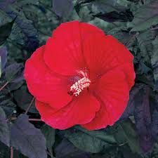 Image result for Hibiscus mechowii