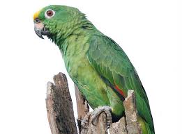 Train your parrot to eat food from your hand and follow a target. Meet The Superspecies Of Parrots Yellow Crowned Amazon Amazona Ochrocephala Birdscaribbean