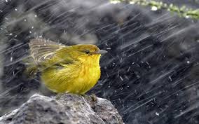 Levi Spann (@nomadicast)