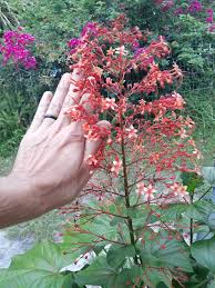 Image result for Clerodendrum pusillum