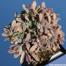 Maybe you would like to learn more about one of these? Graptoveria Cv Fred Ives Forma Cristata