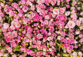 1920x1080 rose flowers wallpapers cool rose flowers backgrounds superb | wallpapers 4k windows 1. 3840x2644 Pink Roses 4k Download Hd Pc Wallpaper Rose Wallpaper Pink Roses Abstract Wallpaper Backgrounds