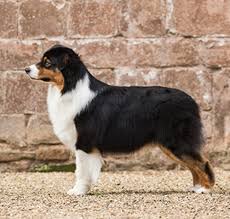 Our team of experts is here to help you choose a puppy that suits your lifestyle and meets your expectations. Australian Shepherd Breeds A To Z The Kennel Club
