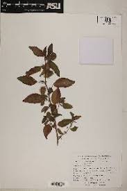 Image result for Acalypha caperonioides