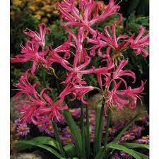 Nerine Bowdenii Spider Lily Lily Bulbs Bulb Flowers Summer Flowering Bulbs