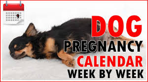 6 ways to take care for newborn puppies week by week. Dog Pregnancy Calendar Week By Week Don T Miss Out Youtube