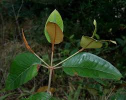 Image result for Harungana madagascariensis