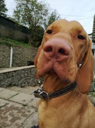 We make an effort to keep our website as up to date as possible by updating multiple times a day! Valley View Pets Hotel Home Facebook