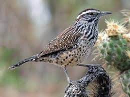 Touch device users, explore by. Arizona State Bird Cactus Wren 50states Com