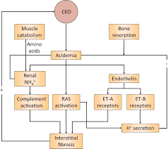 Metabolic Acidosis In Ckd Core Curriculum 2019 American Journal Of Kidney Diseases