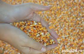 Produse alimentare conserve, ulei, otet conserve din legume (77). Vand 30 To Porumb Boabe Recolta 2020 Adroa Food