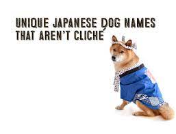 Unique Japanese Dog Names That Aren T Cliche Sterotypical My First Shiba Inu