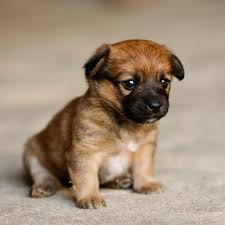 Fancy Border Terrier Puppy Border Terrier Puppy Border Terrier Cute Cats And Dogs