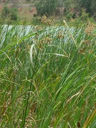 Image result for Litogyne gariepina