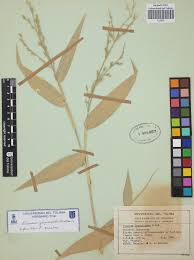 Image result for Acroceras zizanioides