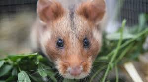 Members of this genus may be called orthohantaviruses or simply hantaviruses. Das Wissen Wir Uber Das Hantavirus Quarks De