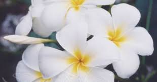 Hawaiian Whie Orchids White Plumeria Price 4 White And Purple Cattleya Orchids Bloom Blossom Cattleya Orchid Cattleya