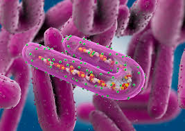 Nikiforov vv, turovskii iu, kalinin pp, et al. Marburg Virus Symptoms Causes Diagnosis And Treatment