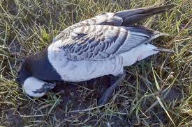 Anstecken können sich die tiere über tröpfchen und kleine partikel, etwa von kleidung oder kot. Geflugelpest Auf Amrum Vogel Bitte Nicht Anfassen