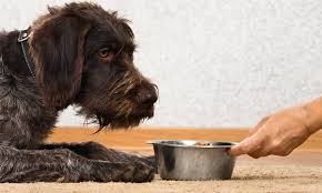 Every dog is different and you know your dog best, so if you. Best Senior Dog Food The Right Choice For Your Older Dog