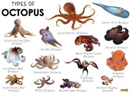 They can anticipate a painful, difficult, stressful situation—they can remember it. Octopus Facts Types Lifespan Classification Habitat Pictures