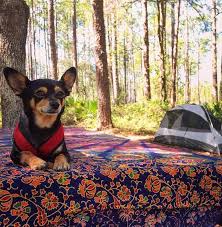 Finding free camping is fairly easy if you know where to look and are willing to sacrifice rv hookups. Free Camping In Florida Tips For Saving Green In The Sunshine State