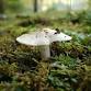 Understanding the Misunderstood: Ecology of Fungi - Mt. Cuba Center, 3120 Barley Mill Rd Event Image