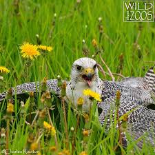 125 likes 7 comments bcnfalcons goshawklife bcnfalcons goshawklife on instagram new sensations amador gyrfalcon gyr animals wild animals falconry