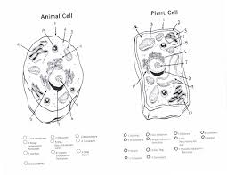 Animal Cell Coloring Pdf From The Thousands Of Pictures On The Net Regarding Animal Cell Coloring Pdf Choices The Top Collections Along With Greatest Image