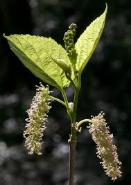 Image result for Morus indica