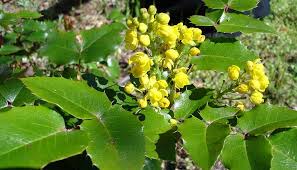 Oregon grape berries are not grapes nor do they taste anything like grapes. Mahonia Oregon Grape At Portland Nursery And Garden Center