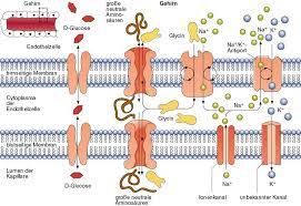 Texte und musik von blut hirn schranke. Blut Hirn Schranke Lexikon Der Ernahrung