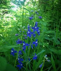 Image result for Delphinium