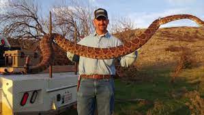 Video This Man Just Caught The Biggest Rattlesnake In History Deadly Animals Rattlesnake Very Scary