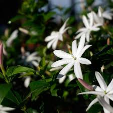 Image result for Jasminum bakeri