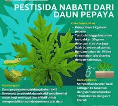 Blender semua bahan tersebut dengan minyak 2. Mari Buat Pestisida Nabati Sederhana Dari Daun Pepaya