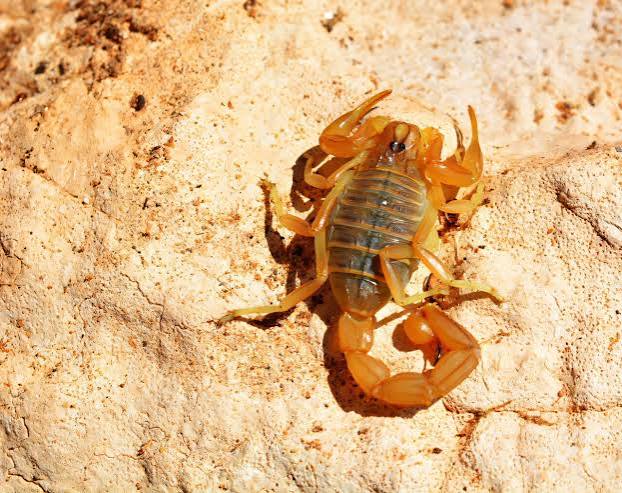 Field observations and computer modeling help predict the world's deadly  scorpion hotspots