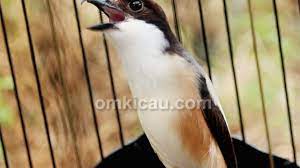 Check spelling or type a new query. Cara Merawat Burung Cendet Agar Juara Di Lapangan Om Kicau