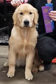 Find akc golden retriever puppies available for sale from experienced breeder, hunnington farms, in covington la. Rose Tree Golden Retrievers News