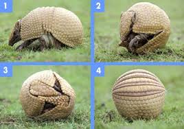 Armadillo Holes: Inside The Burrow | Terminix