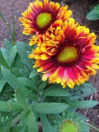Blanket Flowers Gaillardia Arizona Sun Flower Beds Flowers Pulling Weeds