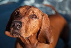 Our free personal ads are full of single women and men in where a long hair thick redbone live looking for serious relationships, a little online flirtation, or new friends to go out with. 16 Red Dog Breeds That Turn Heads
