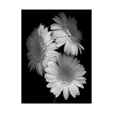 Check spelling or type a new query. Daisy Art Print Wall Art Black And White Photography Black And White Flower Wall Decor Black And White Photo Black And White Print Photography Art Collectibles Kromasol Com
