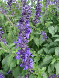 Check spelling or type a new query. Salvia Indigo Spires