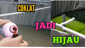 Ideal Warna Air Budidaya Ikan Hasil Penggunaan Em4 Perikanan Part 2 Youtube